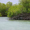 manglares saona